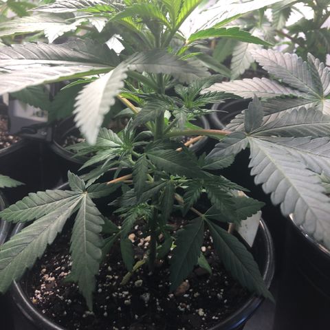 Northern Lights #2 (Trish) growlog timeline photo