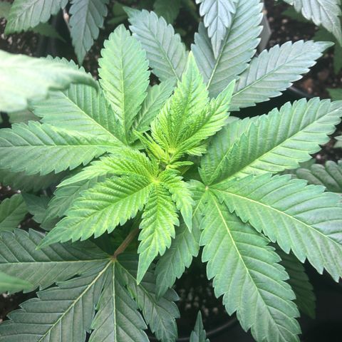 Bubba Kush #2 (JSu) growlog timeline photo