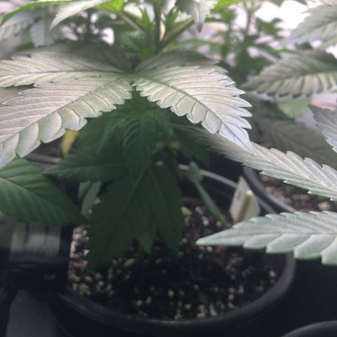 Bubba Kush #2 (JSu) growlog timeline photo