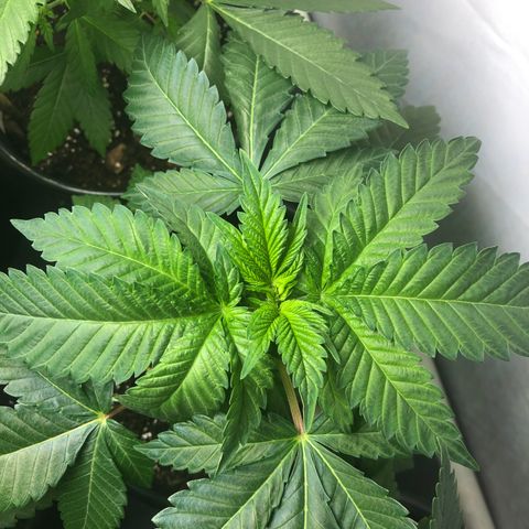 Bubba Kush #3 (Tim) growlog timeline photo