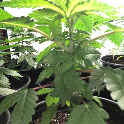 Bubba Kush #3 (Tim) growlog timeline photo