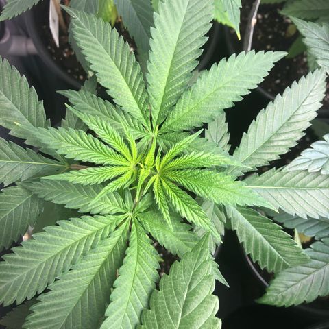 Blueberry #2 (Trish) growlog timeline photo