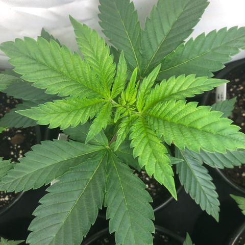 Purple Queen #2 (JSu) growlog timeline photo