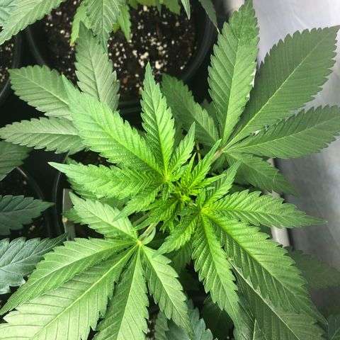 White Widow #2 (Tim) growlog timeline photo