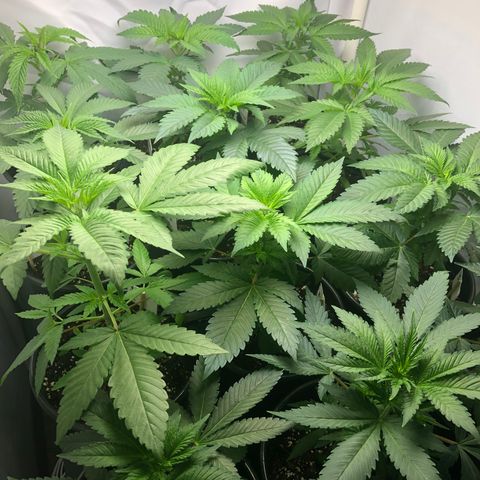 Bubba Kush #3 (Tim) growlog photo: Using small space heater as needed