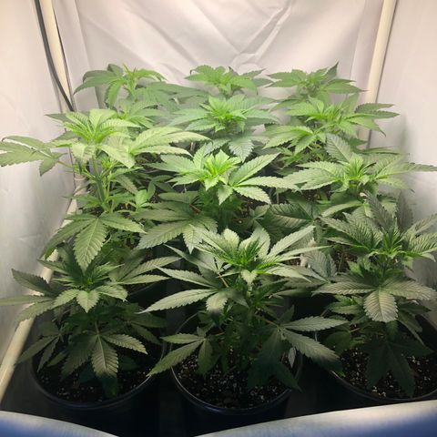 Bubba Kush #3 (Tim) growlog photo: Using small space heater as needed