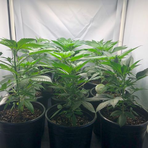 Bubba Kush #3 (Tim) growlog photo: Using small space heater as needed