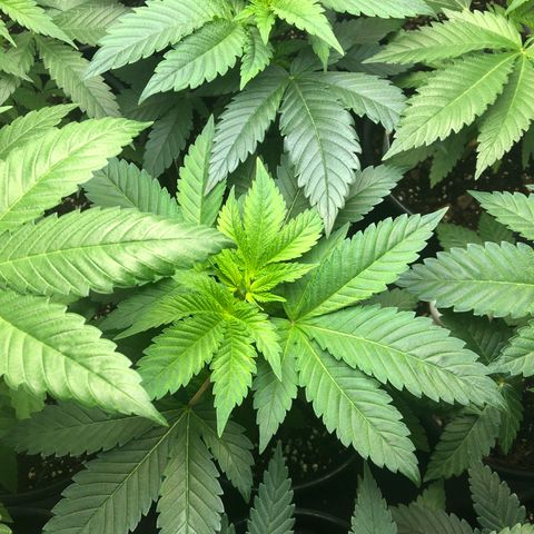 Bubba Kush #3 (Tim) growlog photo: Using small space heater as needed