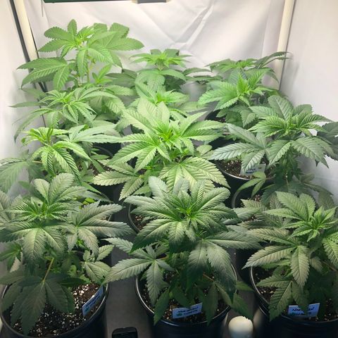 Bubba Kush #3 (Tim) growlog photo: Rotated plants. Back to front:
BK-BK-BK
BB-WW-PQ
BB-WW-PQ
NL-NL-NL