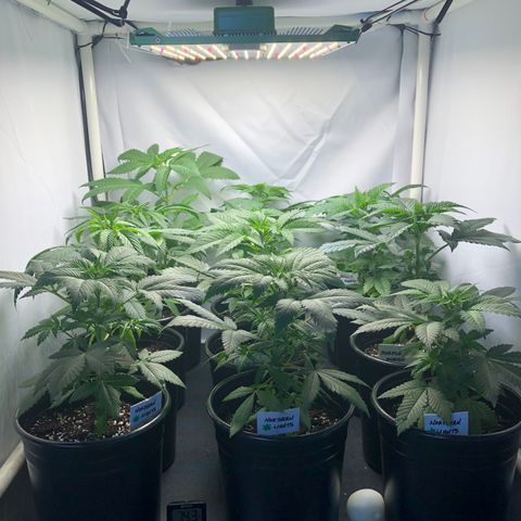 Bubba Kush #3 (Tim) growlog photo: Rotated plants. Back to front:
BK-BK-BK
BB-WW-PQ
BB-WW-PQ
NL-NL-NL