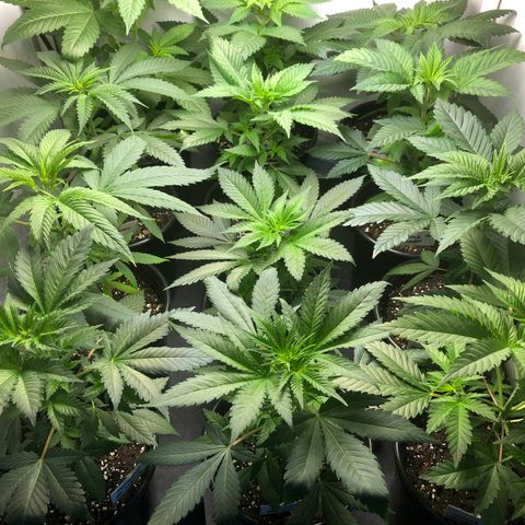 Bubba Kush #3 (Tim) growlog photo: Temp: 69.5F
RH: 50%