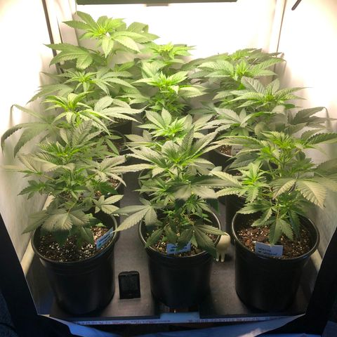 Bubba Kush #3 (Tim) growlog photo: Temp: 69.5F
RH: 50%