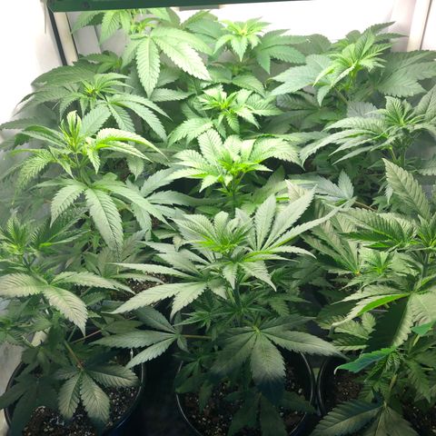 Bubba Kush #3 (Tim) growlog timeline photo