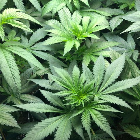 Bubba Kush #3 (Tim) growlog timeline photo