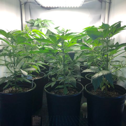 Bubba Kush #3 (Tim) growlog timeline photo