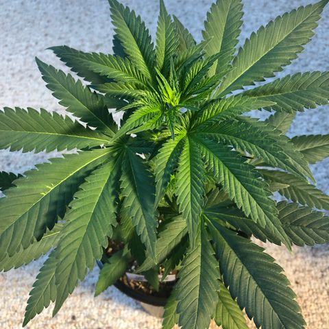 Northern Lights #2 (Trish) growlog timeline photo