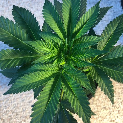 Northern Lights #3 growlog timeline photo