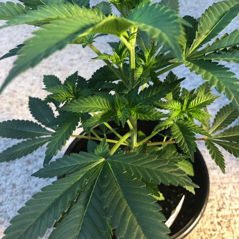 Northern Lights #3 growlog timeline photo