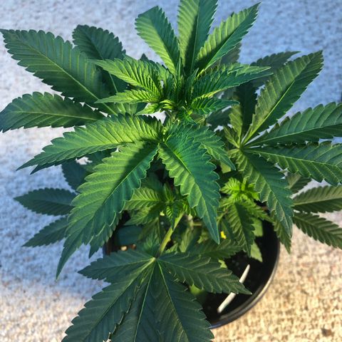 Northern Lights #3 growlog timeline photo