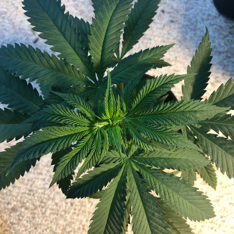 Blueberry #2 (Trish) growlog timeline photo