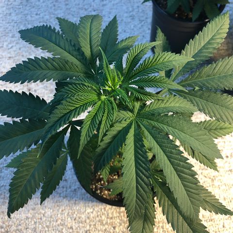 Blueberry #2 (Trish) growlog timeline photo