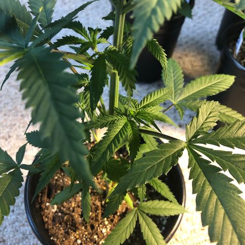 Blueberry #2 (Trish) growlog timeline photo