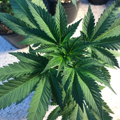 White Widow #2 (Tim) growlog timeline photo