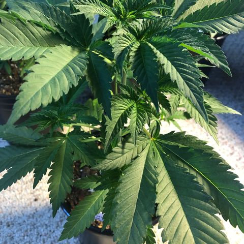 White Widow #2 (Tim) growlog timeline photo