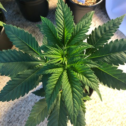 Purple Queen #2 (JSu) growlog timeline photo