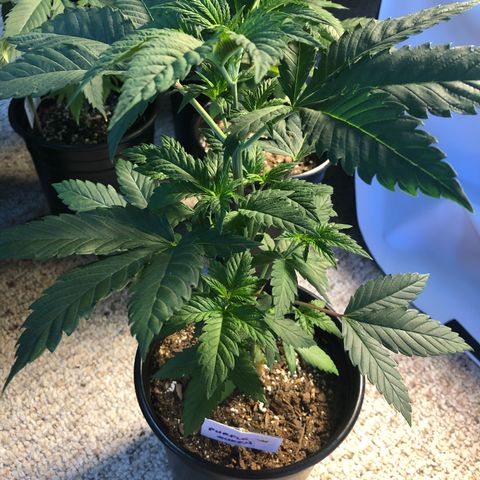 Purple Queen #2 (JSu) growlog timeline photo