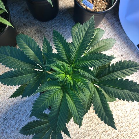 Bubba Kush #3 (Tim) growlog timeline photo
