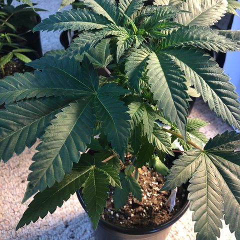 Bubba Kush #3 (Tim) growlog timeline photo