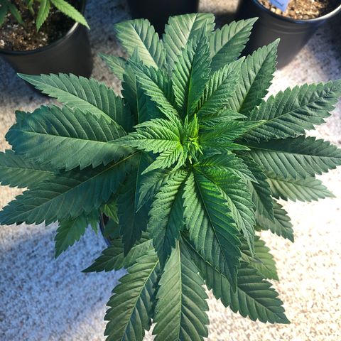 Bubba Kush #2 (JSu) growlog timeline photo