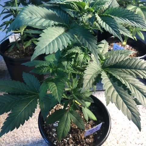 Bubba Kush #2 (JSu) growlog timeline photo