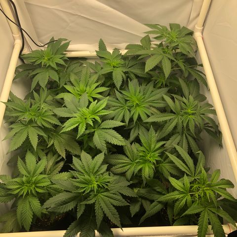 Bubba Kush #3 (Tim) growlog photo: Shelves removed so plants sit directly on the ground. Fan moved to above plants. Distance from shortest plant to light is now 18”