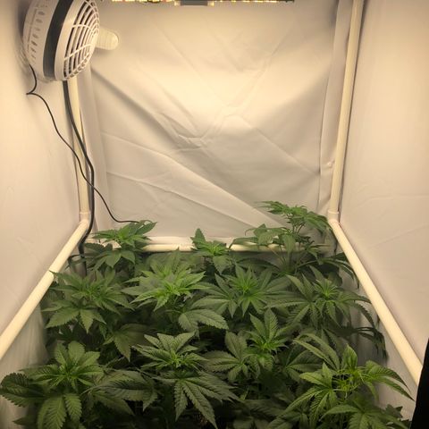 Bubba Kush #3 (Tim) growlog photo: Shelves removed so plants sit directly on the ground. Fan moved to above plants. Distance from shortest plant to light is now 18”