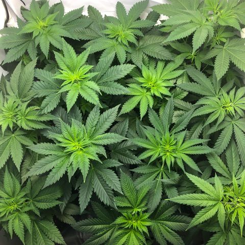 Bubba Kush #3 (Tim) growlog timeline photo