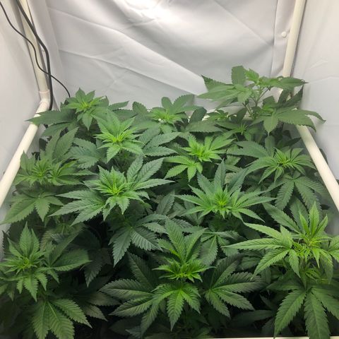 Bubba Kush #3 (Tim) growlog timeline photo