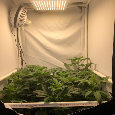Bubba Kush #3 (Tim) growlog timeline photo