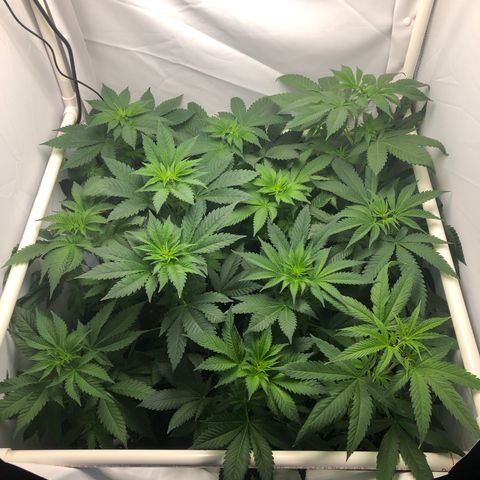 Bubba Kush #3 (Tim) growlog timeline photo