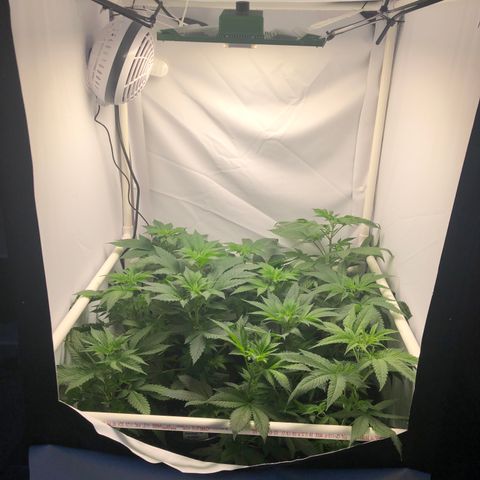 Bubba Kush #3 (Tim) growlog timeline photo