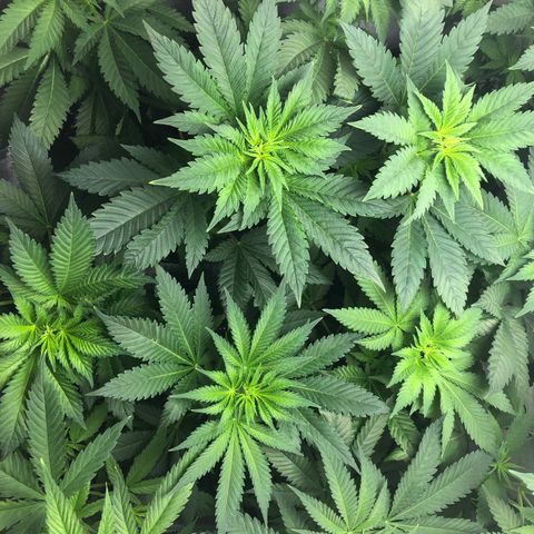 Bubba Kush #3 (Tim) growlog timeline photo