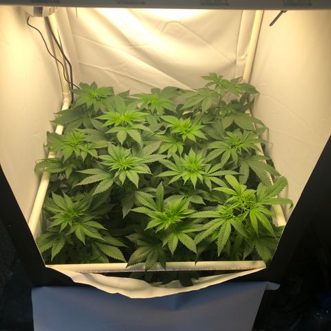 Bubba Kush #3 (Tim) growlog timeline photo