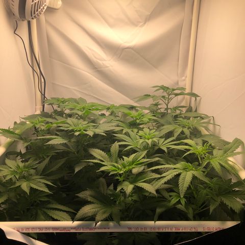 Bubba Kush #3 (Tim) growlog timeline photo