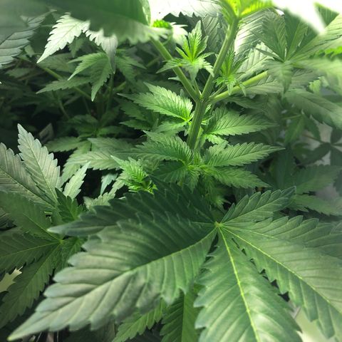 Bubba Kush #3 (Tim) growlog timeline photo