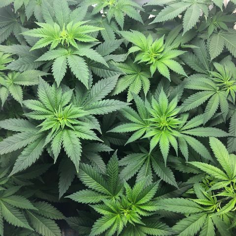 Bubba Kush #3 (Tim) growlog timeline photo