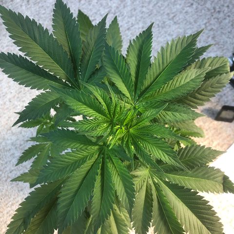 White Widow #2 (Tim) growlog timeline photo