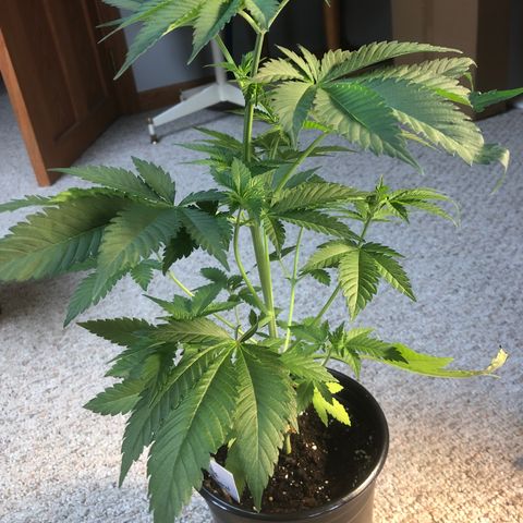 White Widow #2 (Tim) growlog timeline photo