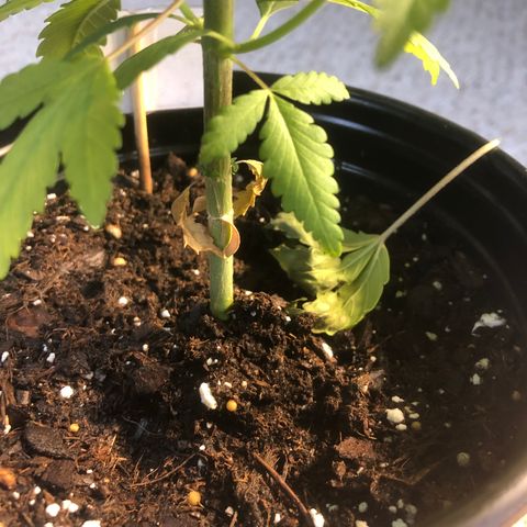 White Widow #2 (Tim) growlog photo: Bottom leaves falling off, possible underwatering? Still growing plenty of healthy new leaves.