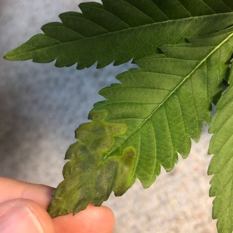 White Widow #2 (Tim) growlog photo: Bottom leaves falling off, possible underwatering? Still growing plenty of healthy new leaves.